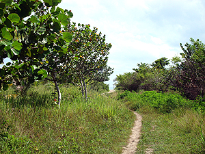 path